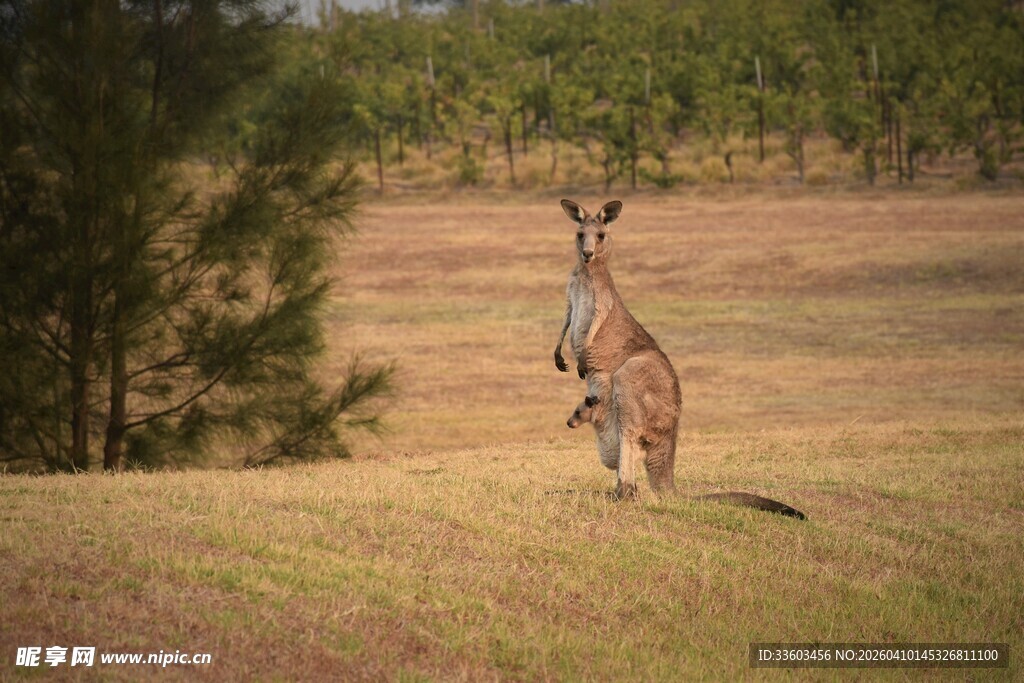 草原上站立的袋鼠