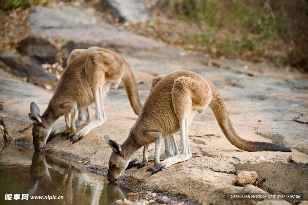 两只袋鼠在水边饮水