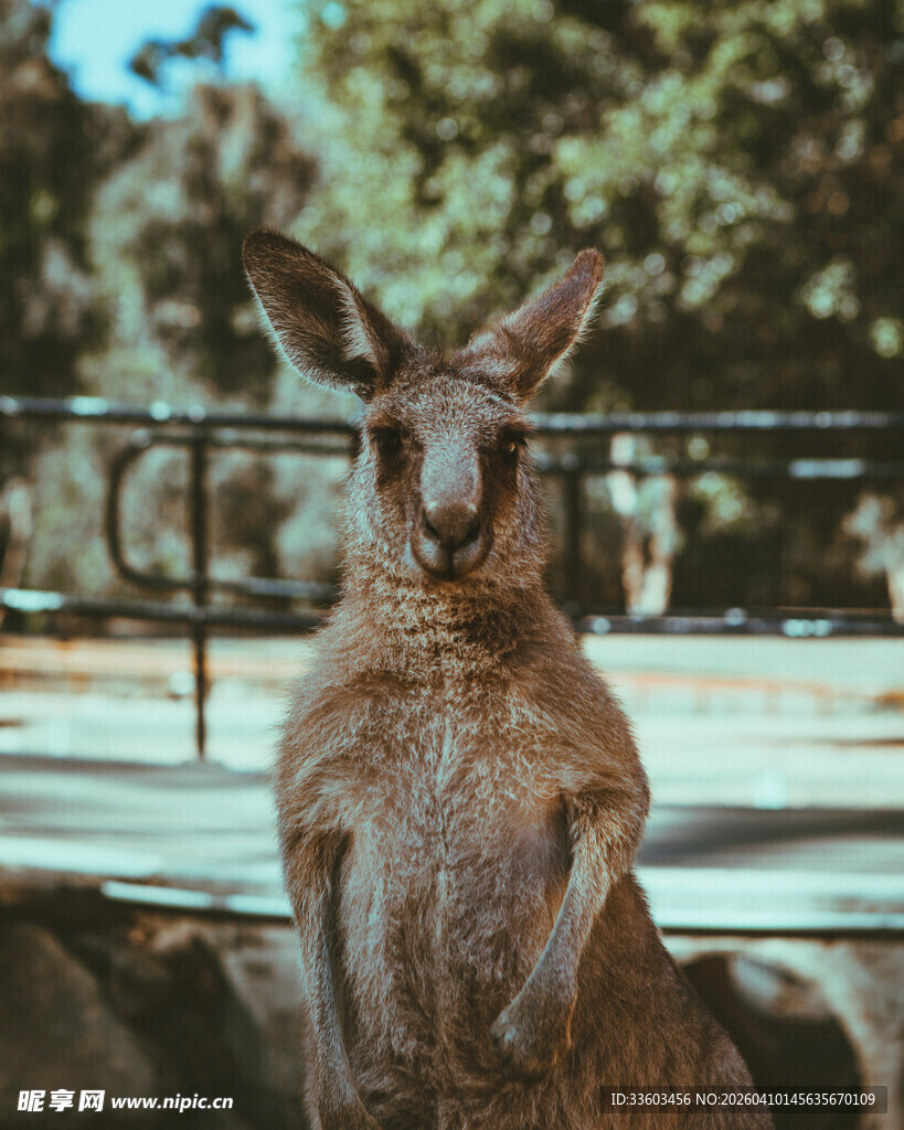站立的袋鼠