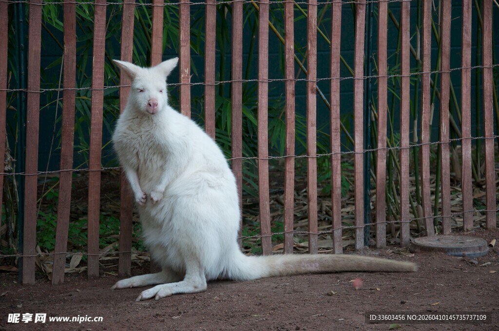 白色袋鼠站立于围栏前