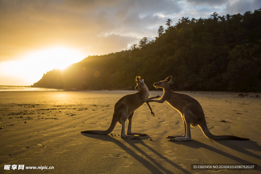 夕阳下沙滩上互动的袋鼠