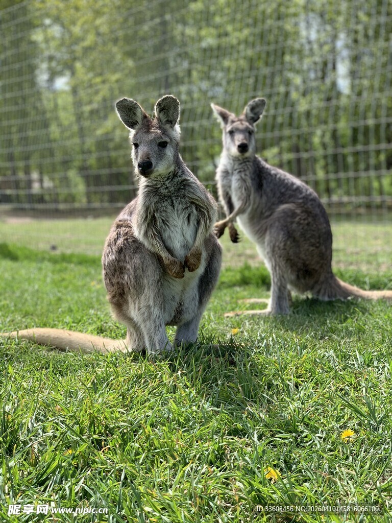草地上的两只可爱袋鼠