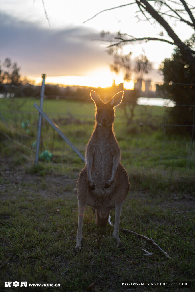 夕阳下站立的袋鼠