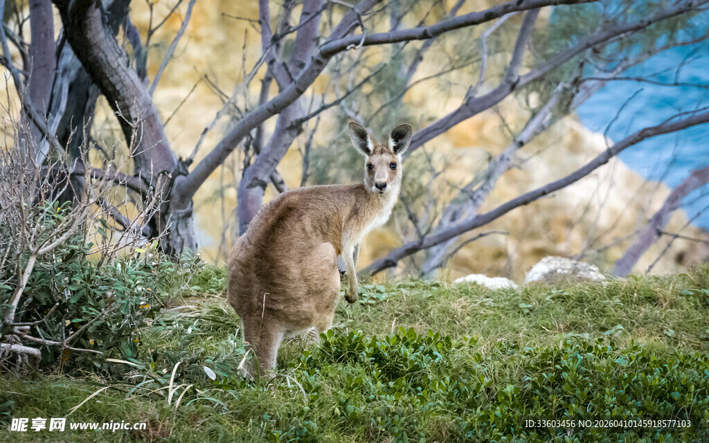 草原上警觉的站立小鹿