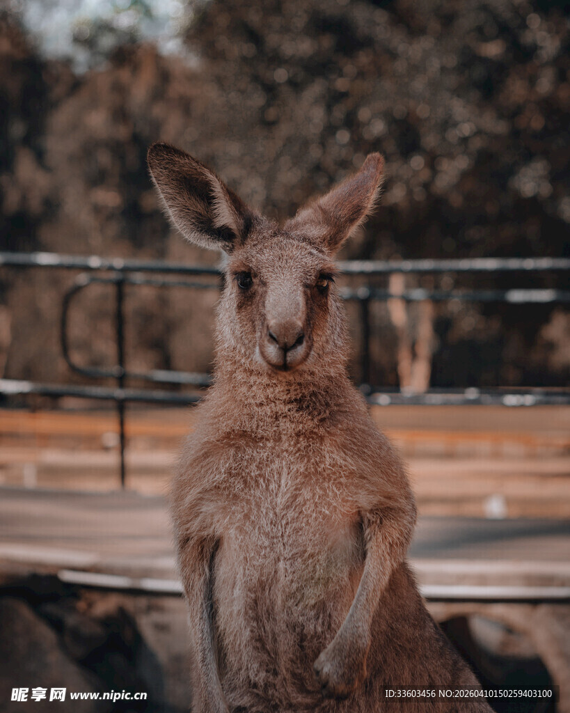 站立的袋鼠