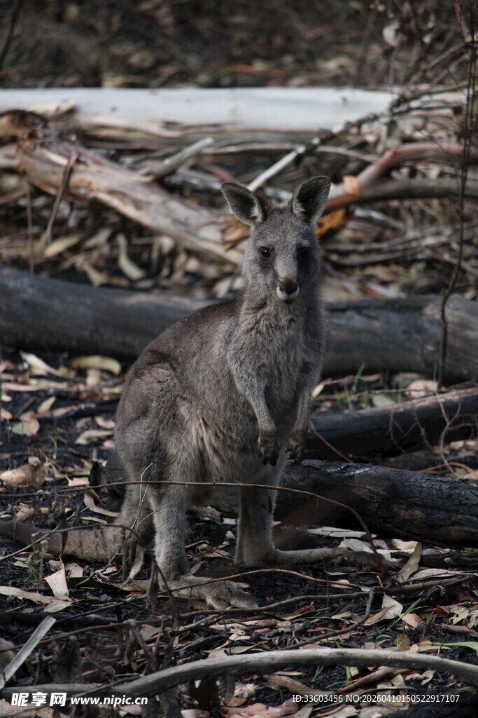 野外站立的灰色小猫