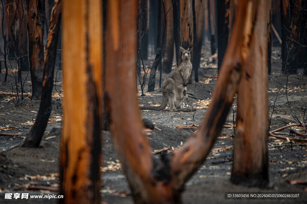 烧焦的树干景象