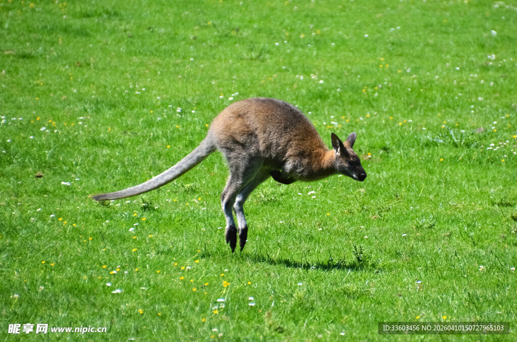 草地上跳跃的袋鼠