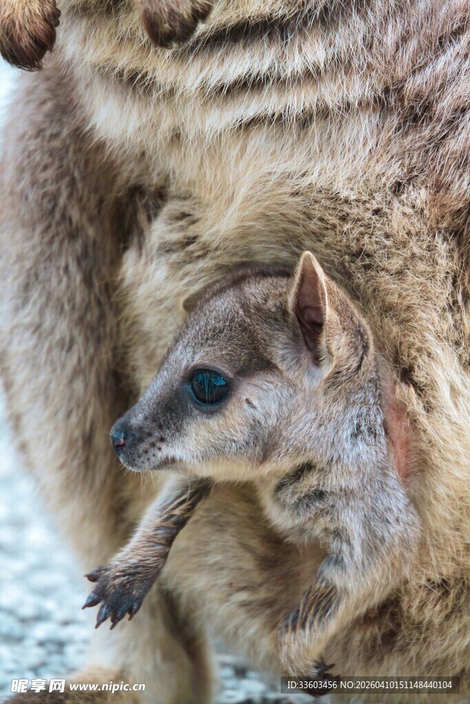 袋鼠妈妈与育儿袋中的幼崽