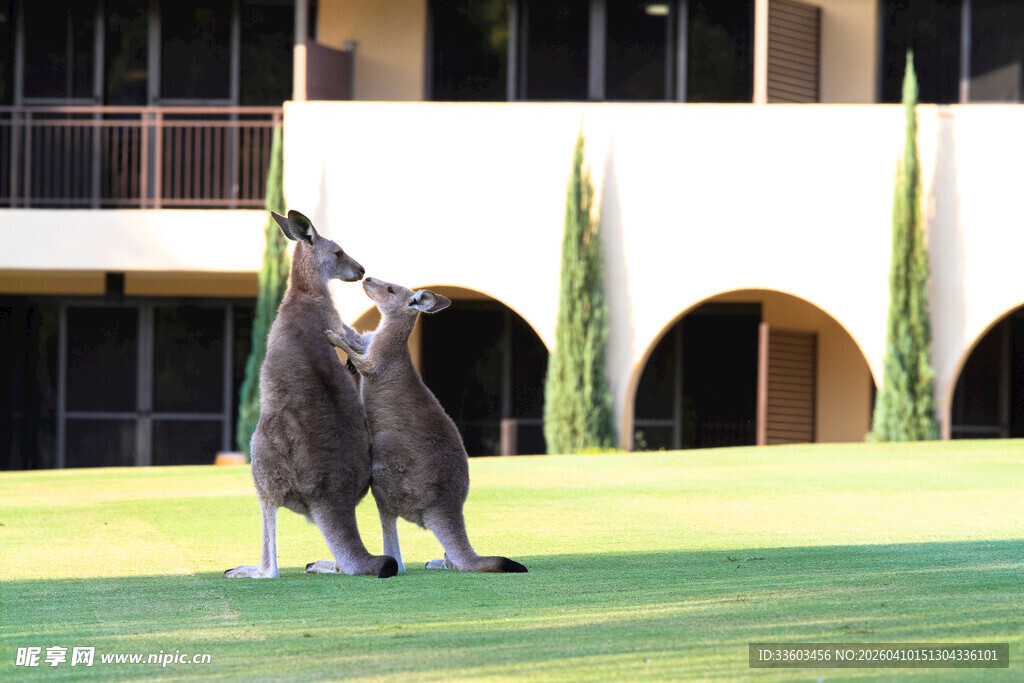 袋鼠站立草地仰头嚎叫