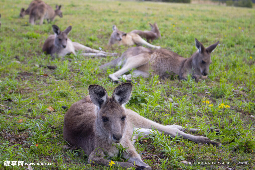 草地上休憩的几只袋鼠