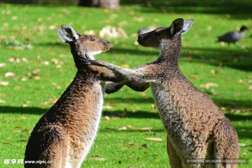 两只袋鼠草地上互动