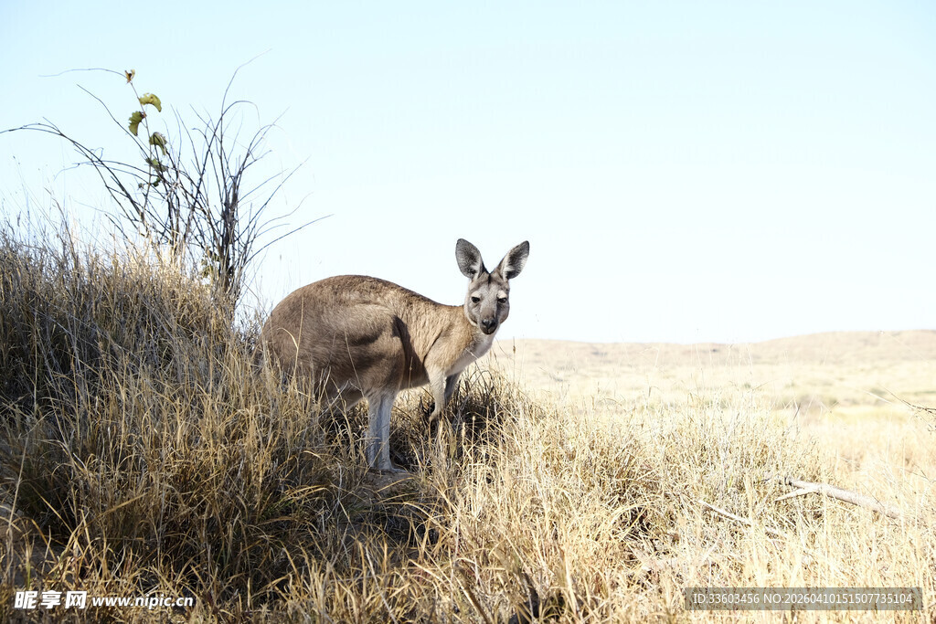 草原上的袋鼠