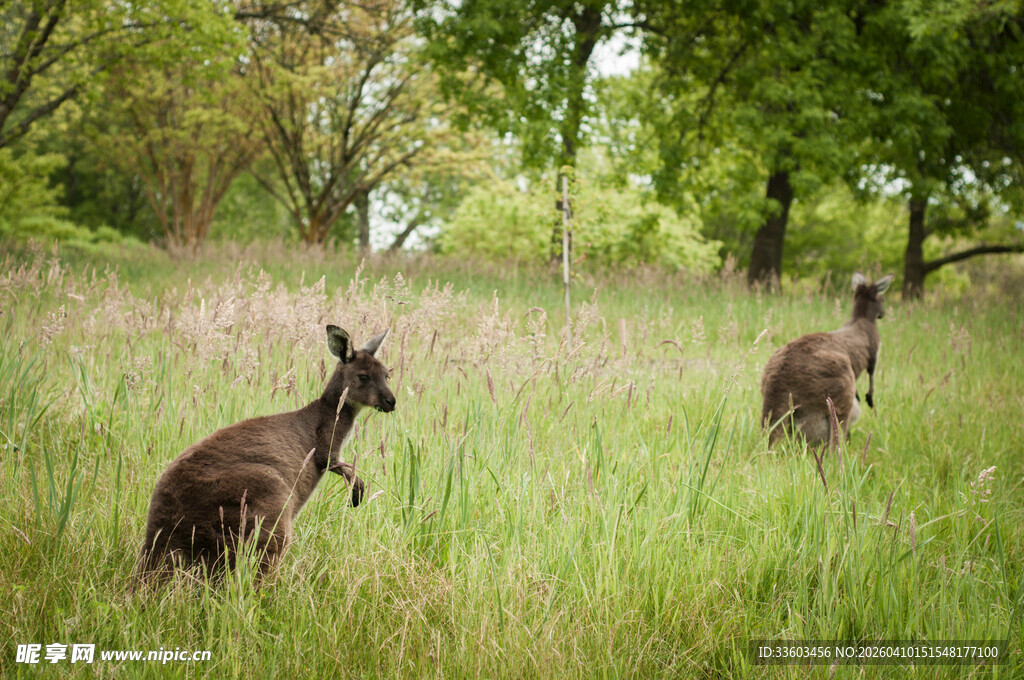 草地上跳跃的两只袋鼠