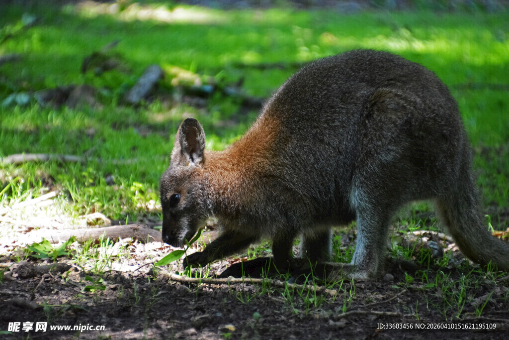 草地上觅食的袋鼠