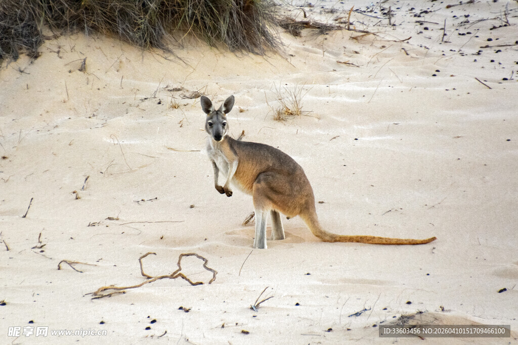 沙漠中的站立袋鼠