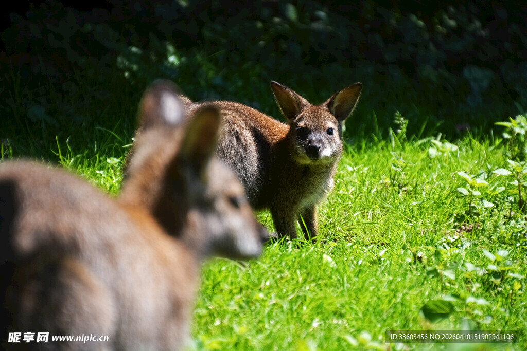 草地上的几只袋鼠