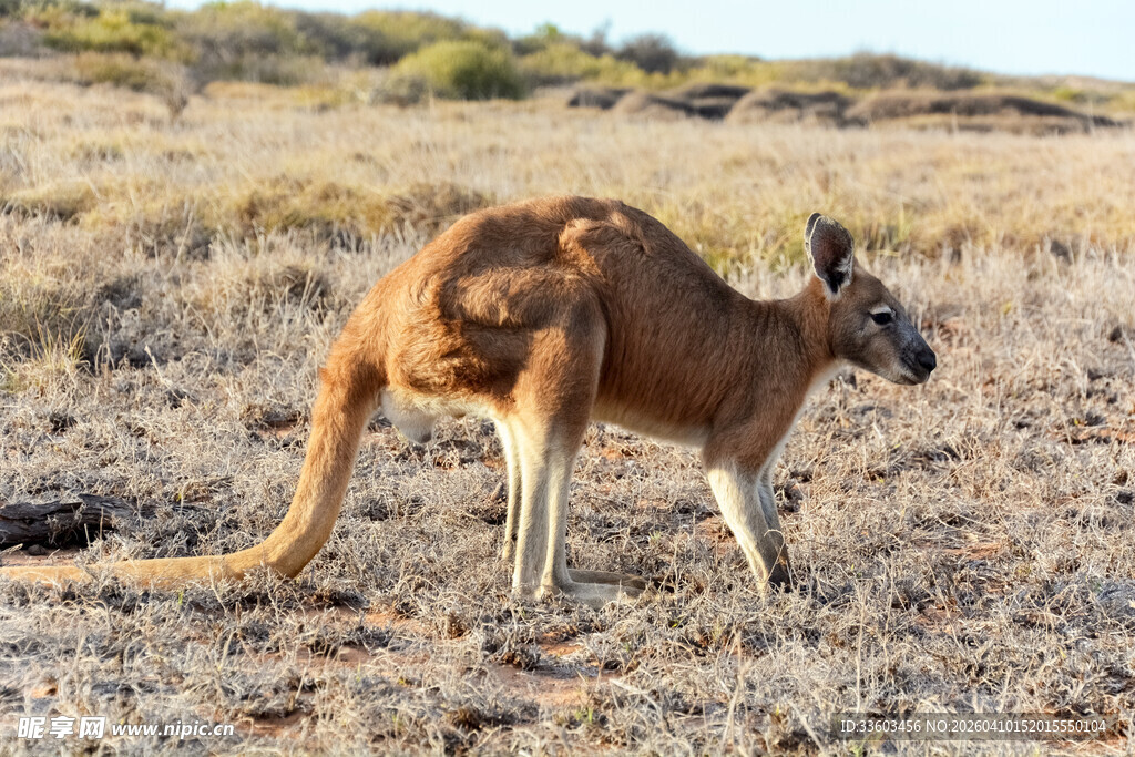 草原上独行的袋鼠