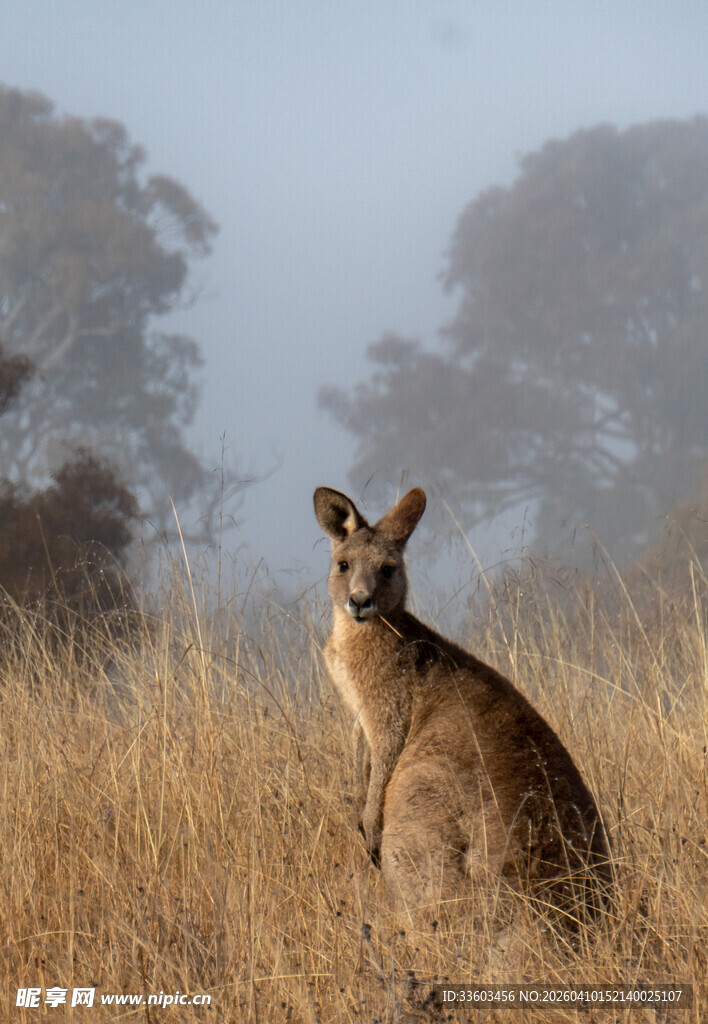 草原上的袋鼠