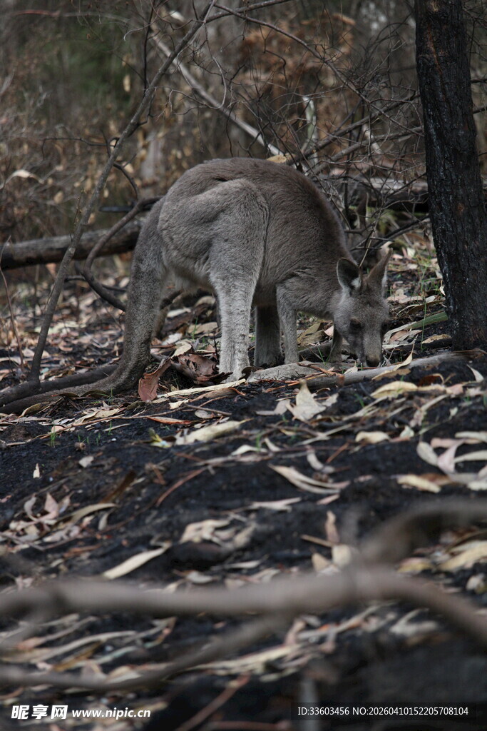 野外觅食的袋鼠