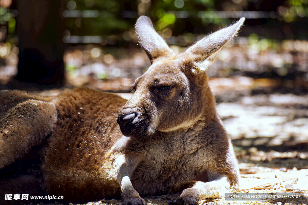 休憩的袋鼠