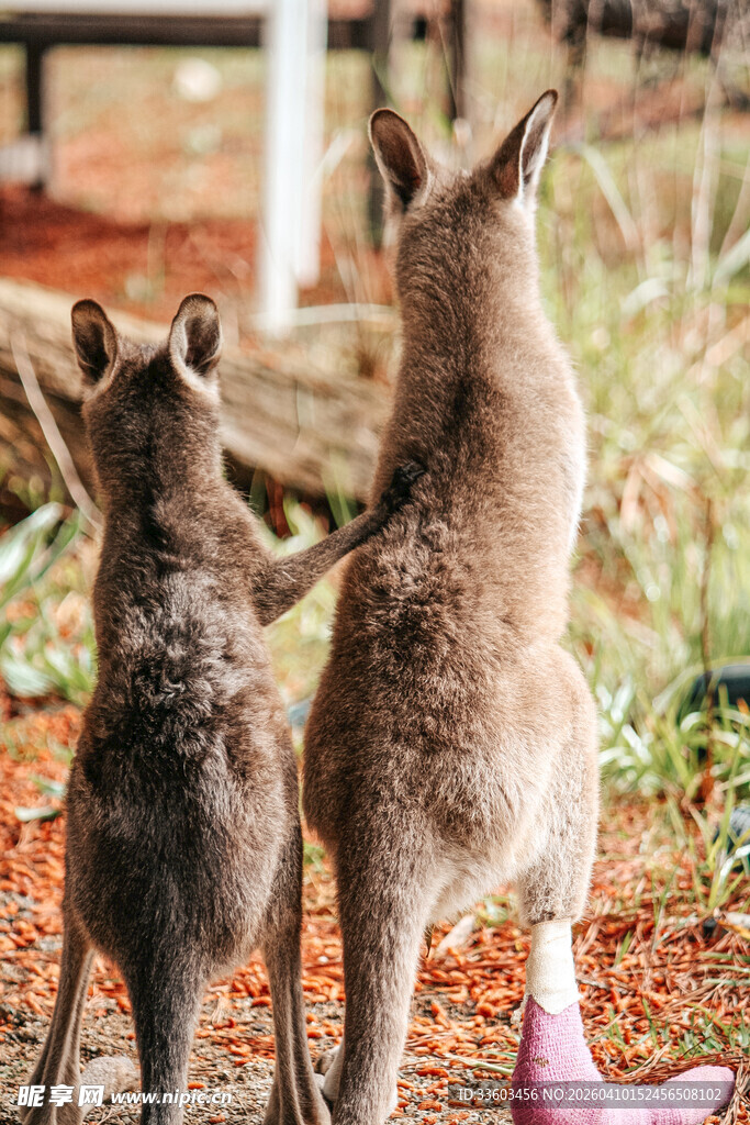 两只袋鼠互动的温馨瞬间
