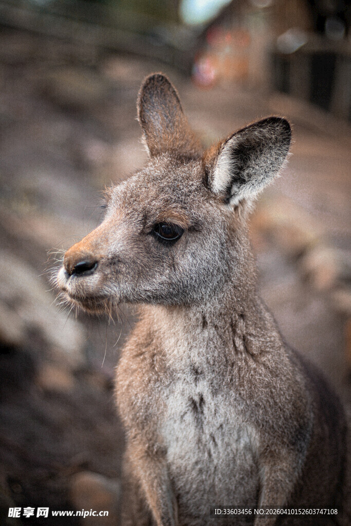 站立的小袋鼠