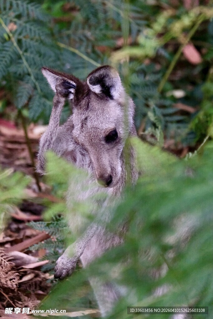 草丛中的小袋鼠