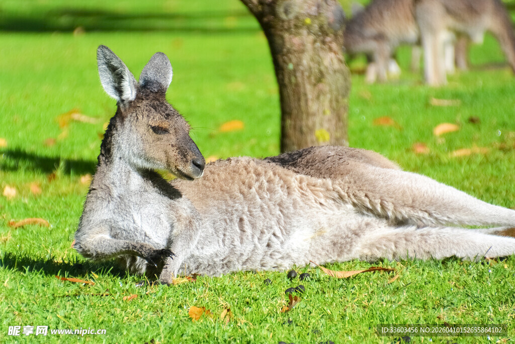 树下休憩的袋鼠
