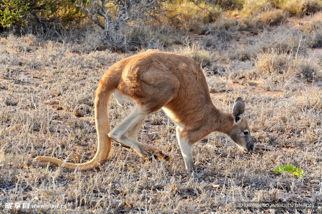 低头觅食的袋鼠