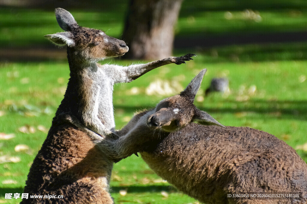 两只袋鼠草地上互动
