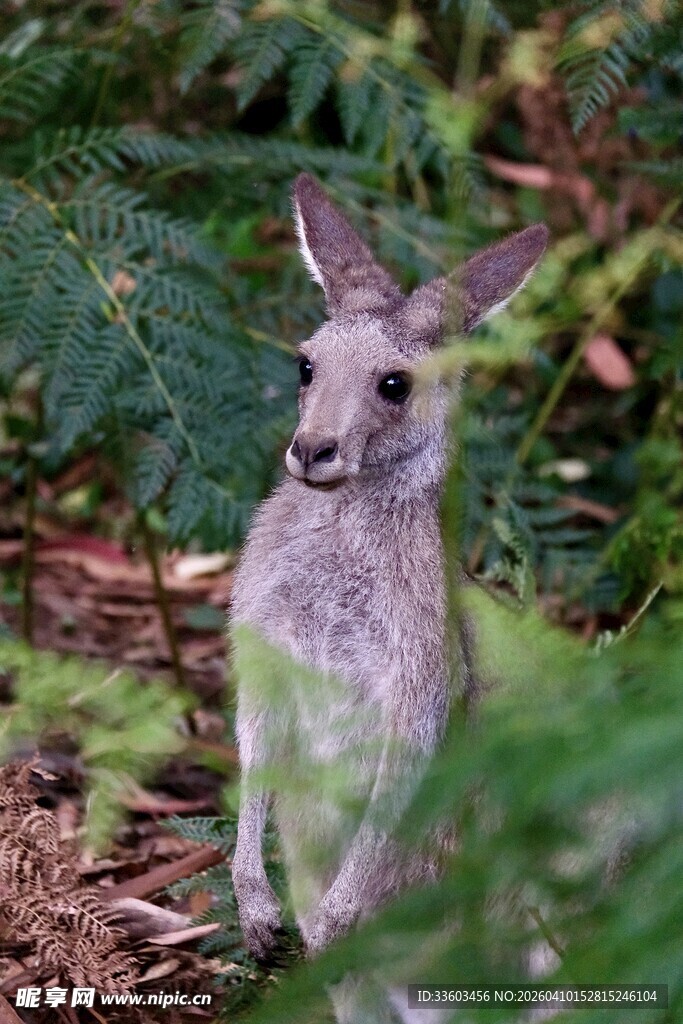 林中站立的可爱袋鼠