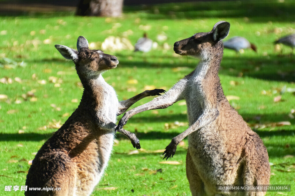两只袋鼠在草地上互动
