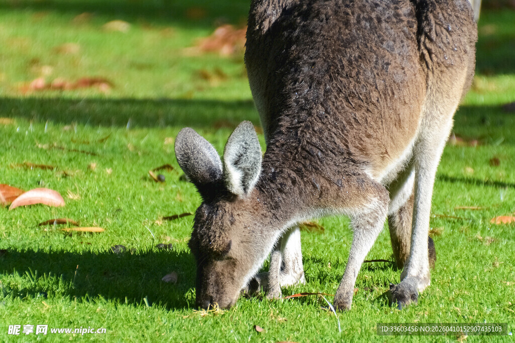草地上低头吃草的袋鼠