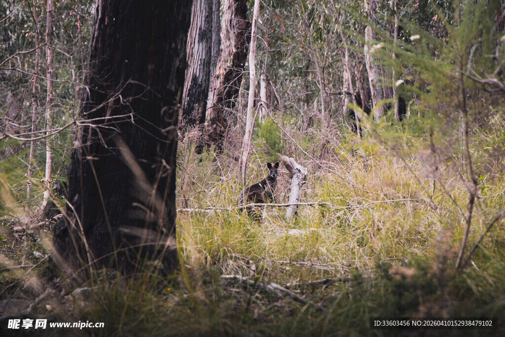 森林中隐匿的野生动物