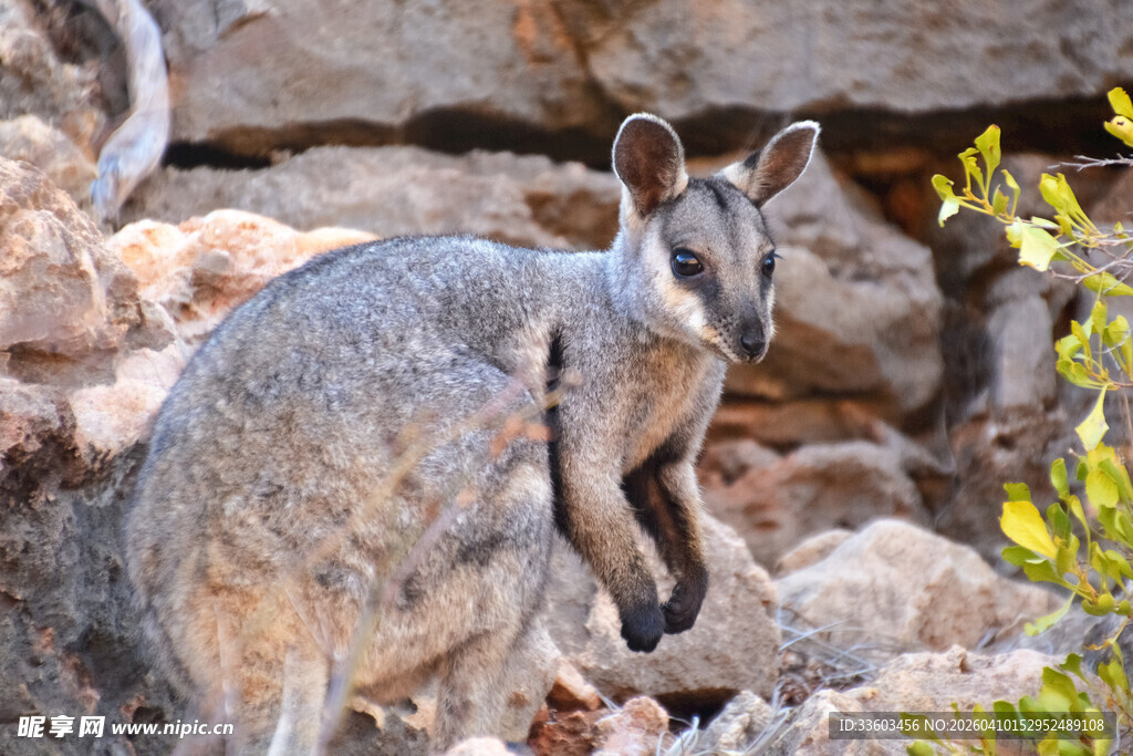岩石边的小型袋鼠