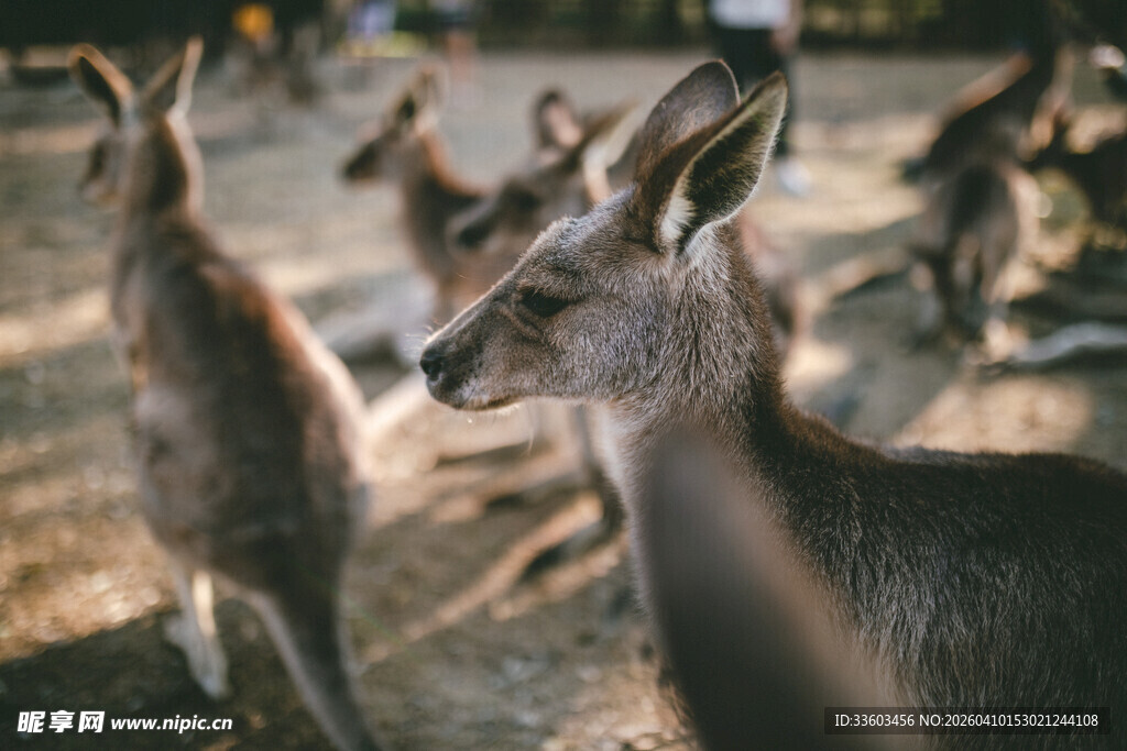 一群袋鼠聚集在户外