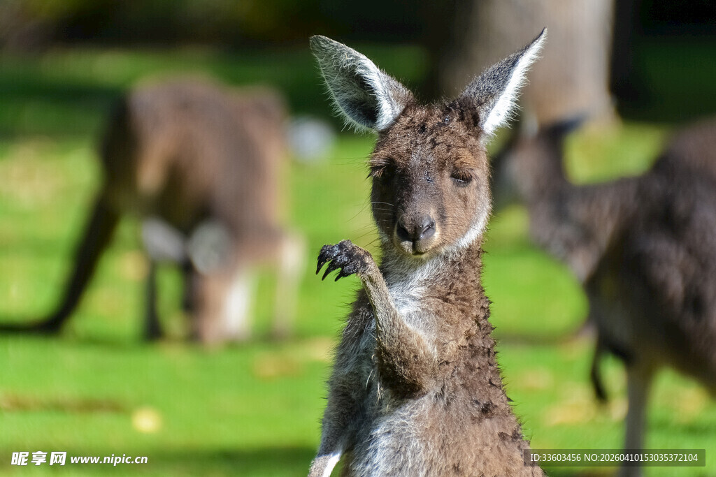 草地上的可爱袋鼠