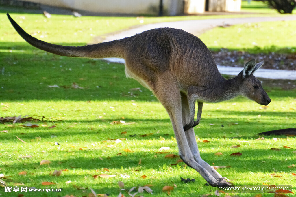 草地上跳跃的袋鼠