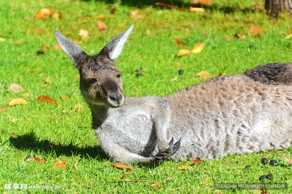 草地上休憩的袋鼠