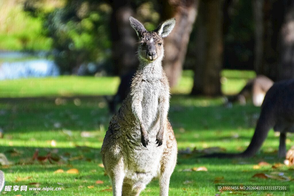 草地上站立的袋鼠