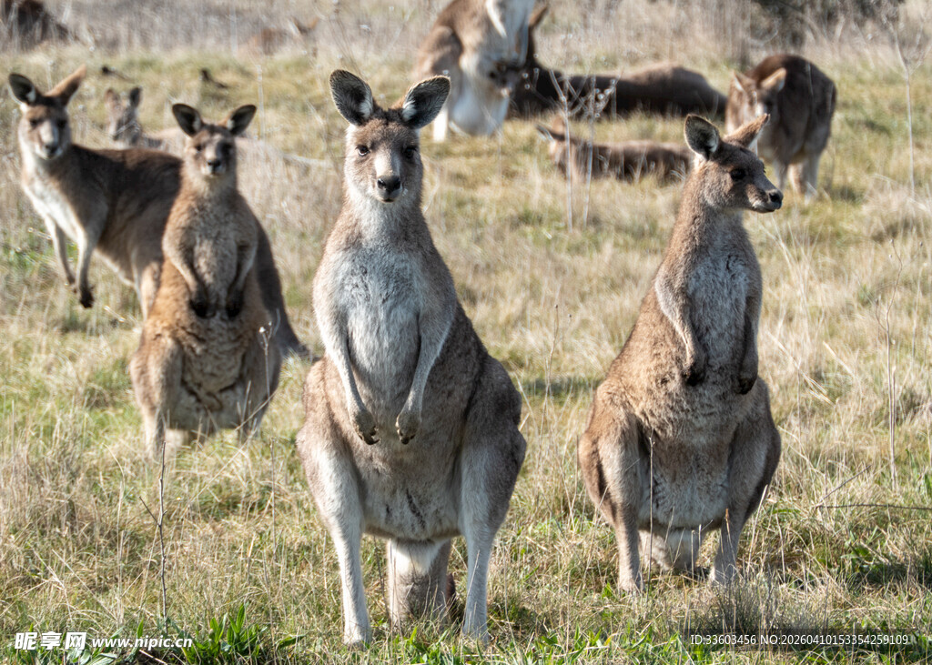 草原上的袋鼠群