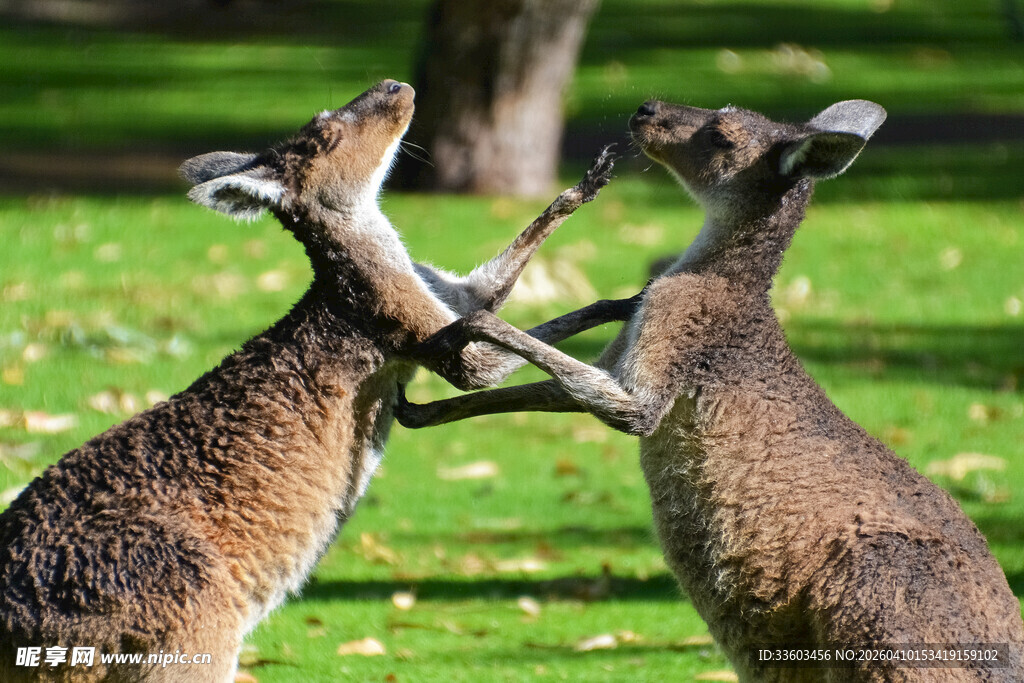 两只袋鼠草地互动