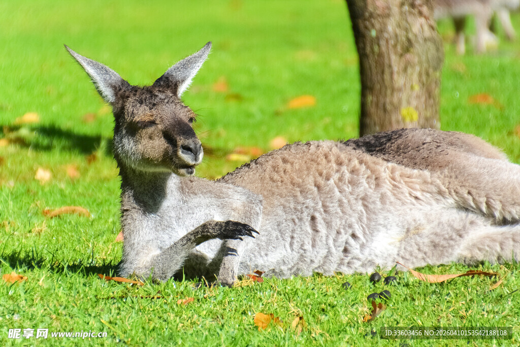 草地上休憩的袋鼠