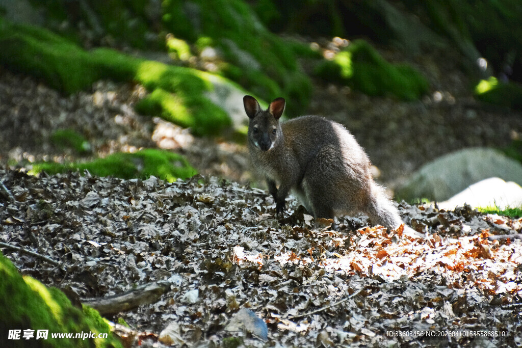 林间觅食的松鼠