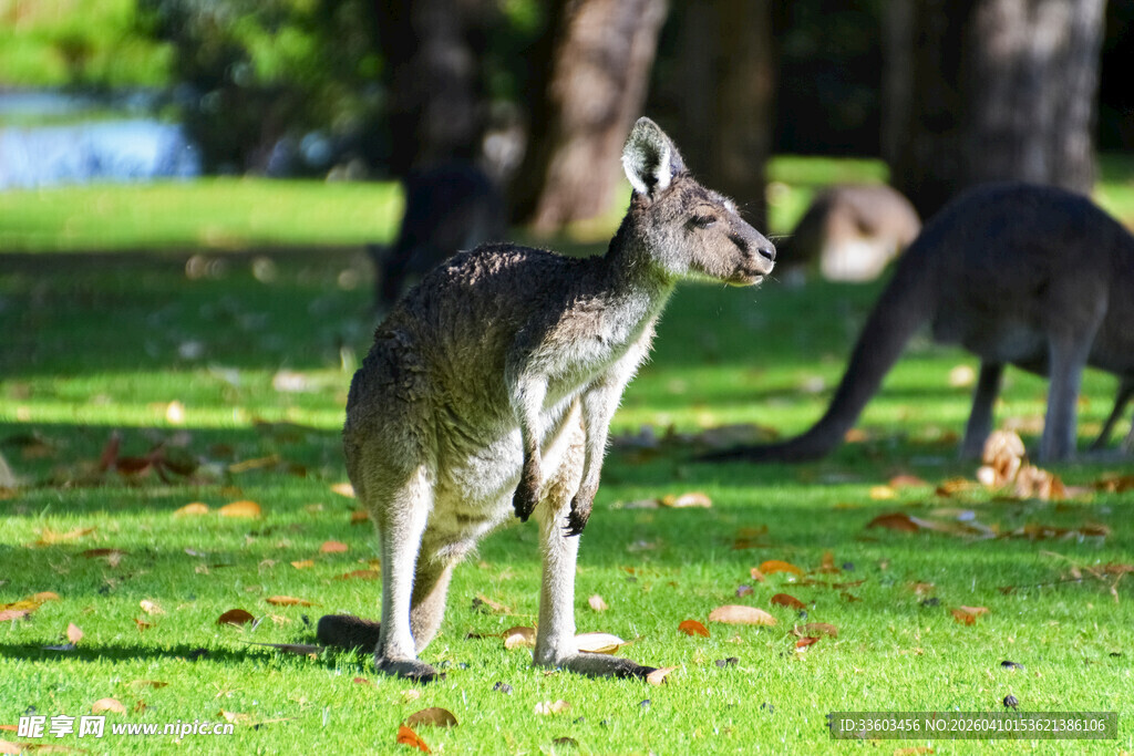 草地上的站立袋鼠