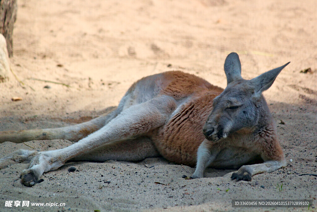 休息中的袋鼠
