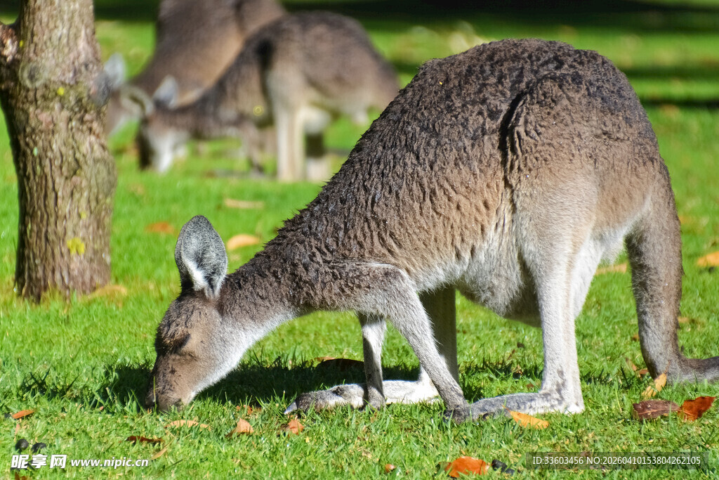 草地上觅食的袋鼠