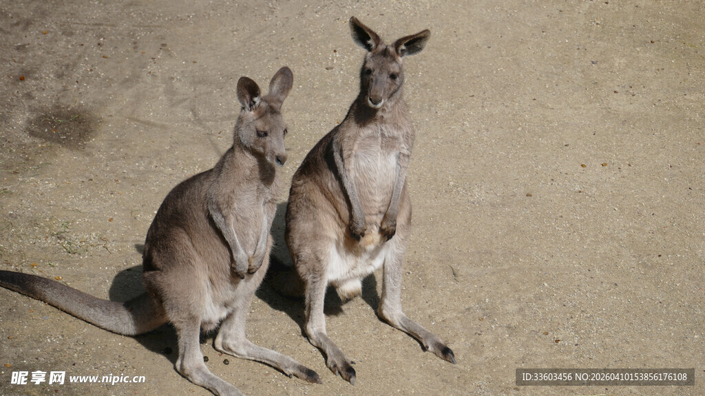 两只袋鼠站立在沙地上