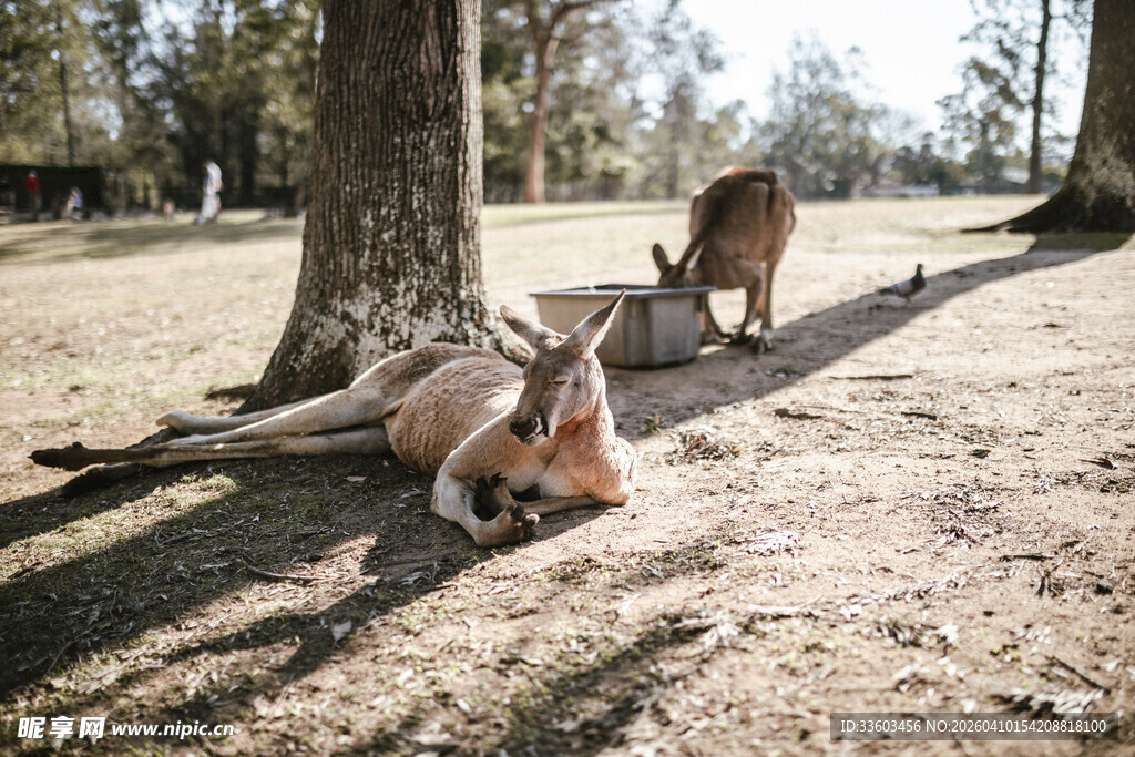 树下休憩的牛群